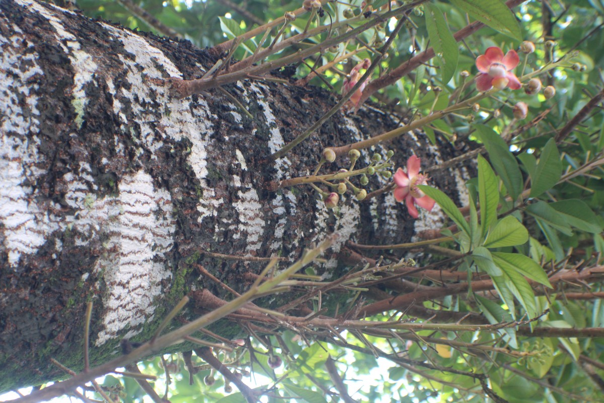 Couroupita guianensis Aubl.